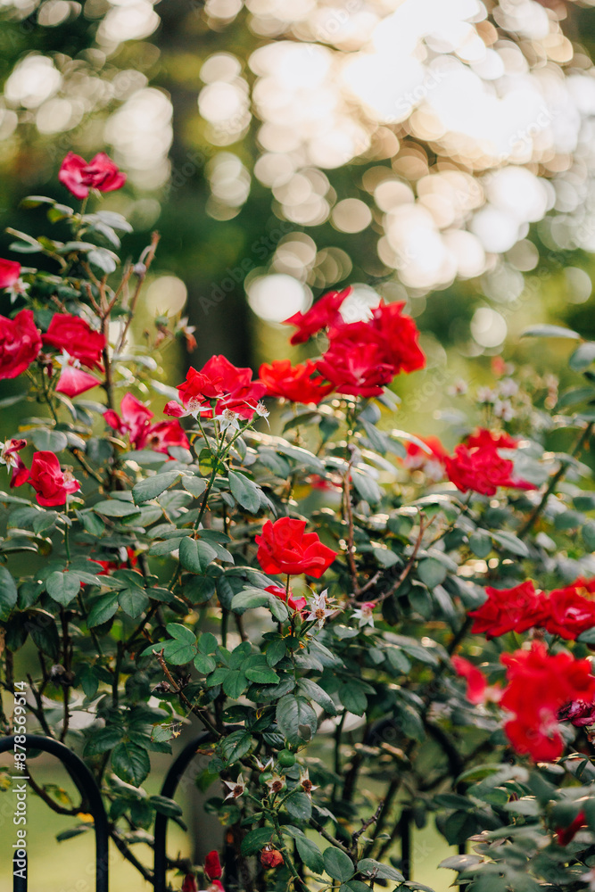 Many Red Roses on Bush