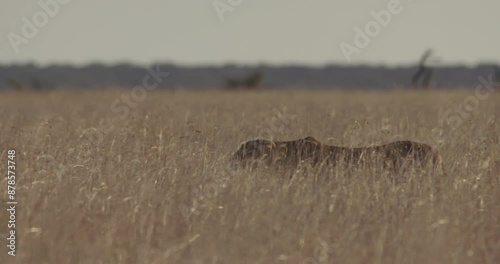 extreme wide shot of a lioness(Panthera Leo) tracking prey in the grasslands during afternoon in kenya