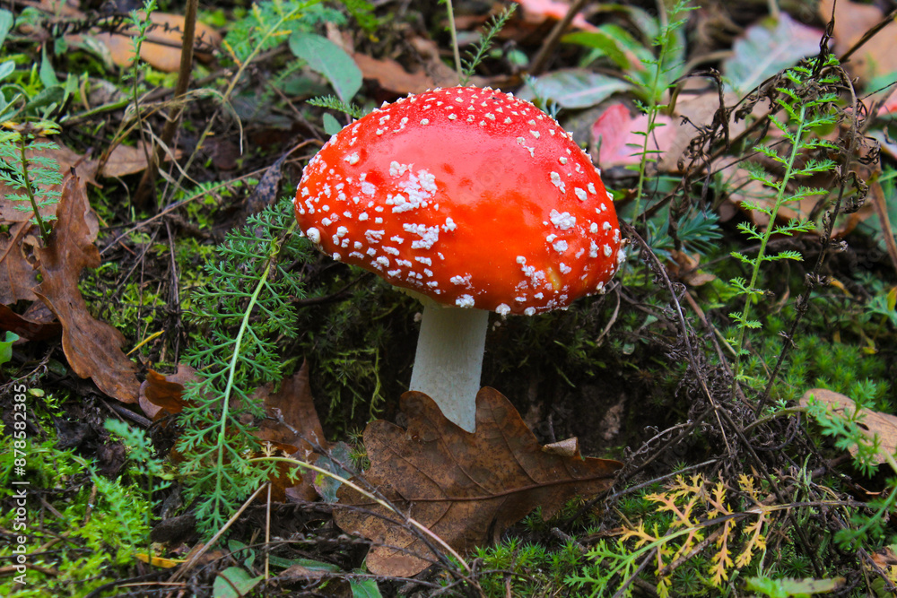 Fly agaric growing in the autumn forest Fly agaric growing in the autumn forest