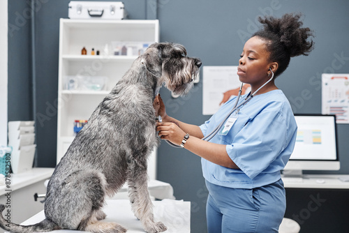 Photography Side view shot of big salt-and-pepper schnauzer on examination table and female