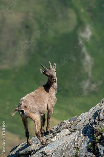Vertical photo of a female alpine ibex standing on rocks at the edge of a precipice, Wild mountain goat in its typical habitat. Alps, Italy. (Capra ibex)