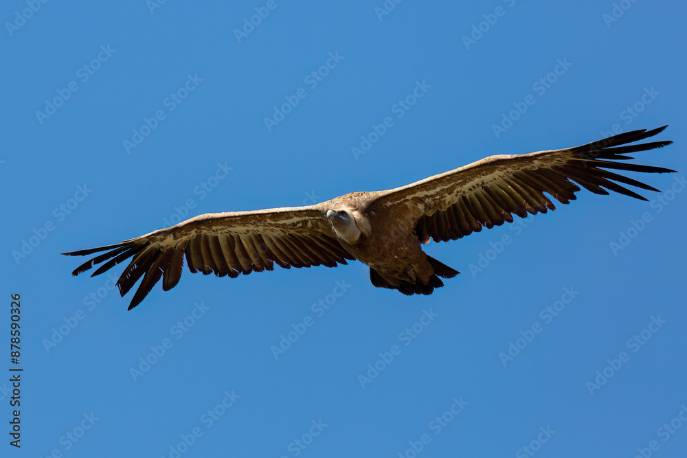 Fototapeta premium Buitre Leonado 3