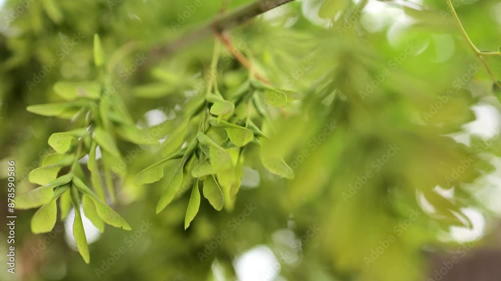 The video showcases green maple seeds hanging from a branch in summer. Sunlight softly filters through the leaves, creating a beautiful bokeh effect in the background.
The video showcases green maple seeds hanging from a branch in summer. Sunlight softly filters through the leaves, creating a beautiful bokeh effect in the background.