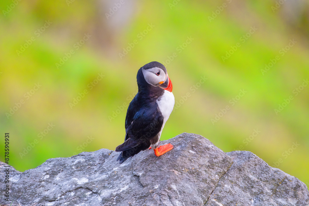 Puffin on the rocks. Birds living in Scandinavian countries. Fishing bird. Birds in the wild. Flying and waterfowl species of birds. Photo for wallpaper or background. Puffin on the rocks. Birds living in Scandinavian countries. Fishing bird. Birds in the wild. Flying and waterfowl species of birds. Photo for wallpaper or background.