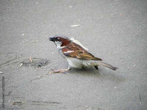 Brown and White Bird Lands on Concrete