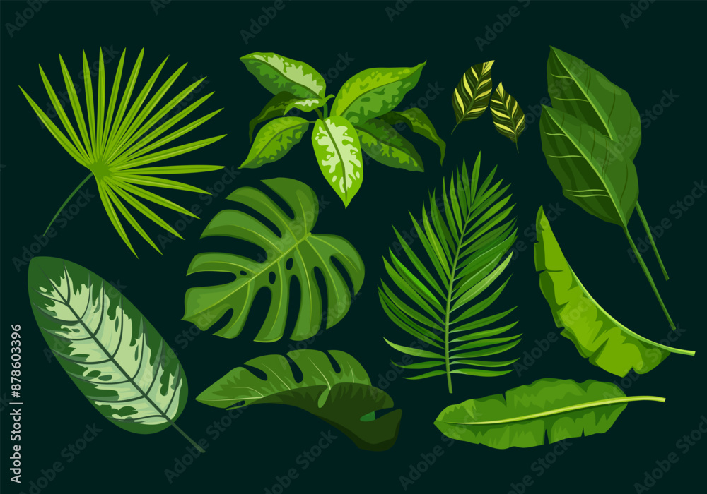 Fototapeta premium Exotic plants with different tropical leaves isolated on dark background. 