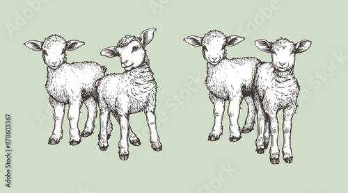 Hand drawn sketch lambs set. Farm animals vintage woodcut engraving style. Vector illustrations collection.