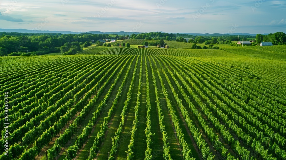 Aerial View of Vineyard with Neatly Aligned Grapevines During Peak Growing Season Aerial View of Vineyard with Neatly Aligned Grapevines During Peak Growing Season