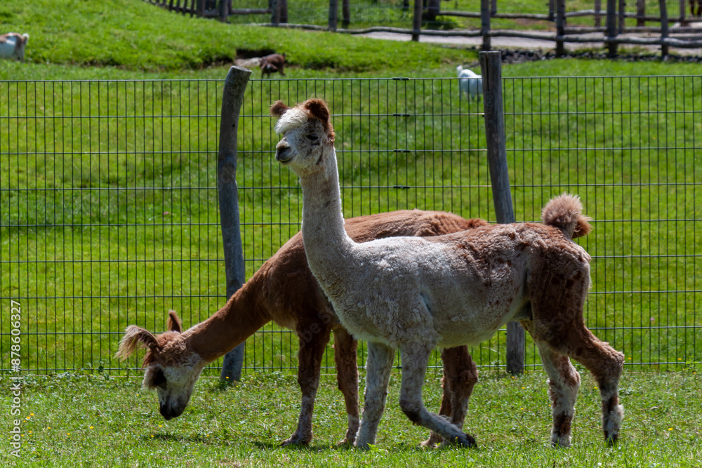 Fototapeta premium Two young alpacas different colors