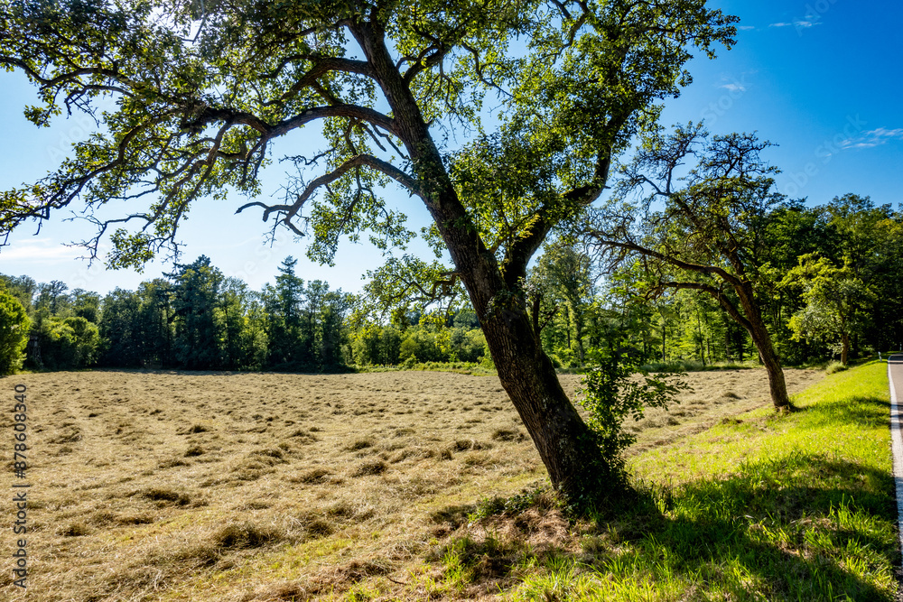 Obraz premium Frisch gemähte große Wiese