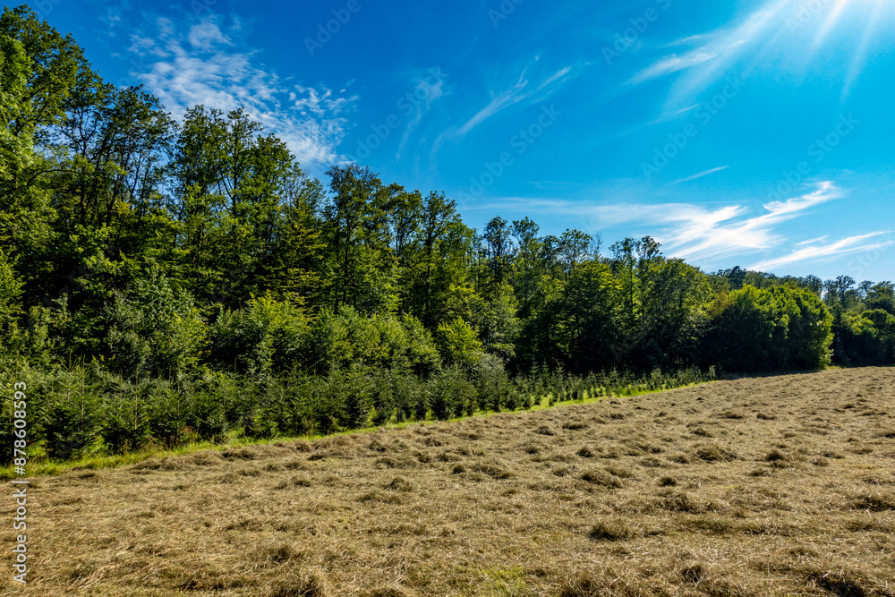 Fototapeta premium Wiederaufforstung im Mischwald