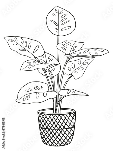 Monstera Zimmerpflanze