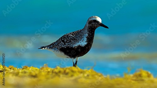 golden plover