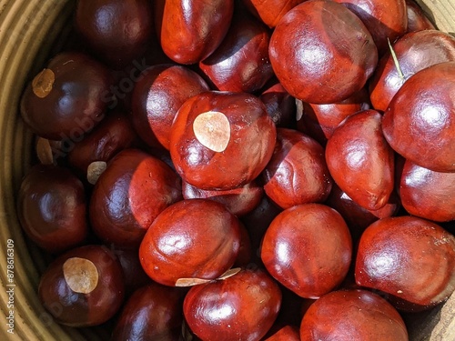 Obraz na płótnie Buckeye nuts