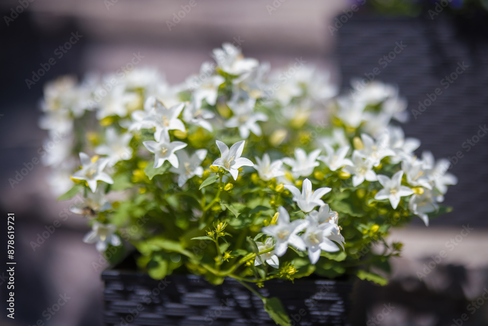 Equal-leaved bellflower. Equal-leaved bellflower.