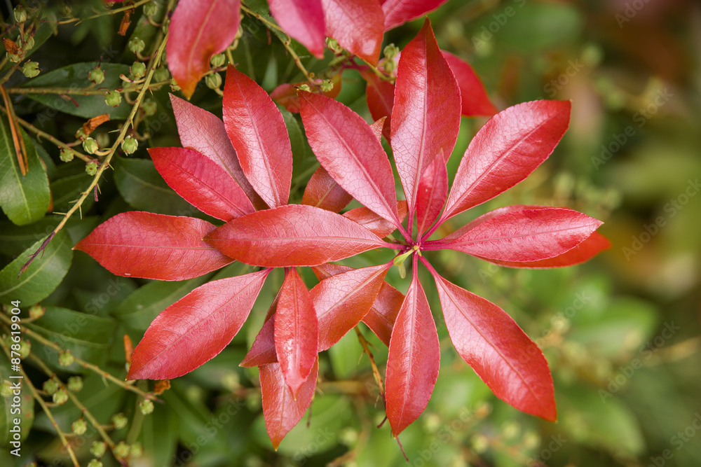 Japanese andromeda.