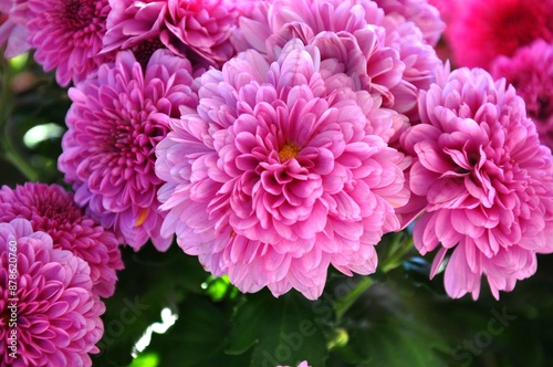 pink chrysanthemum flowers