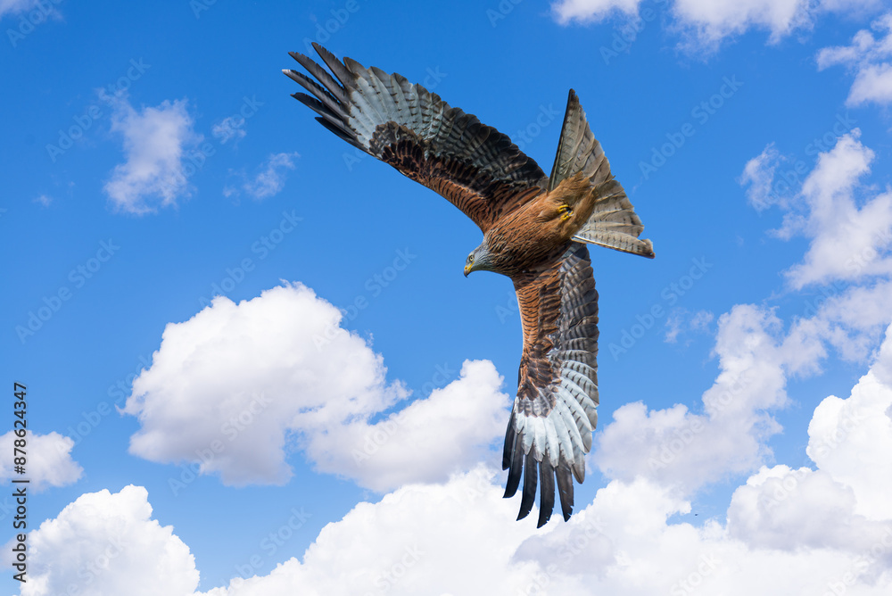 Obraz premium Nibbio reale