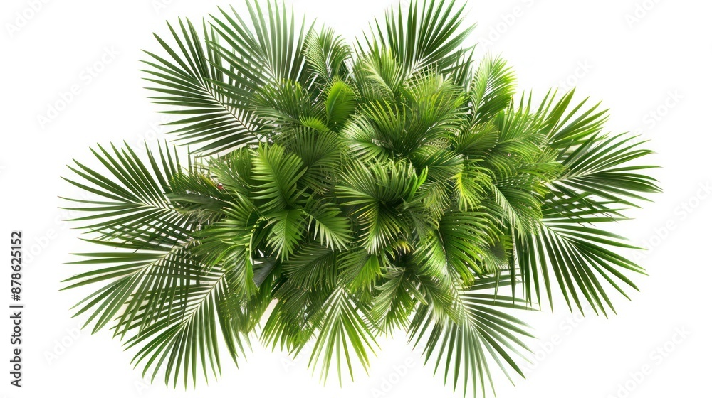 top view of areca palm tree isolated on transparent top view of areca palm tree isolated on transparent