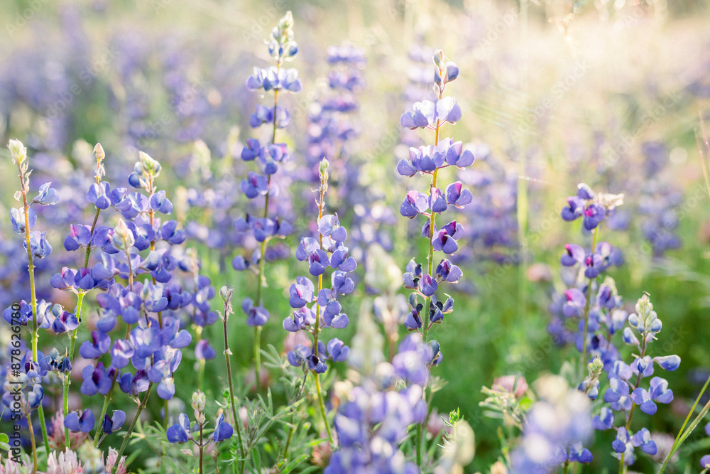 Fototapeta premium California Lupine