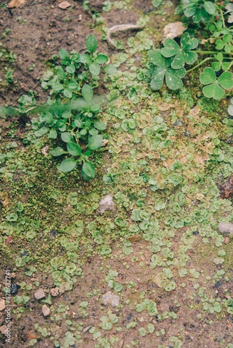A close-up of Marchantia, a species in the genus of liverworts moss photo