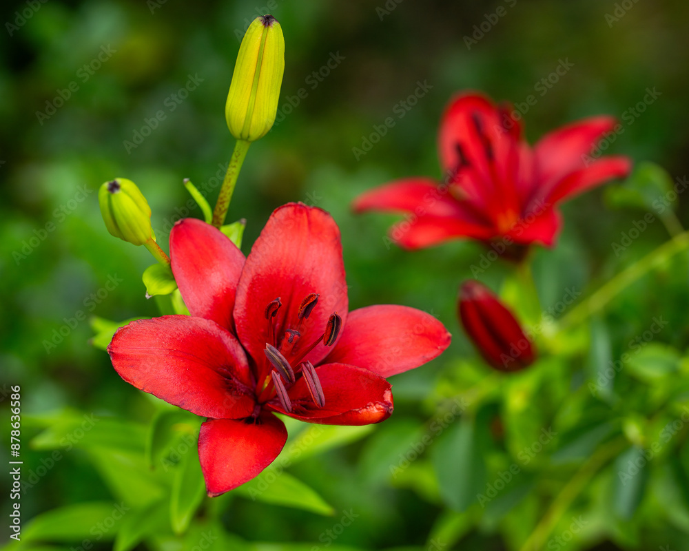 Red Asiatic lily (Red Highland) in the sun. Bright red asiatic lilies with green background bloom in the garden. Macro, inside and side view, floral texture, summer background. Red Asiatic lily (Red Highland) in the sun. Bright red asiatic lilies with green background bloom in the garden. Macro, inside and side view, floral texture, summer background.