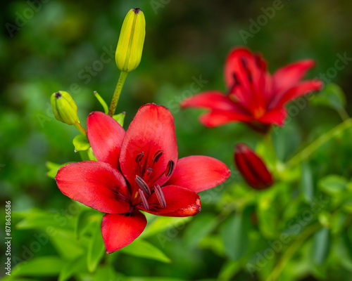 Картината върху платно Red Asiatic lily (Red Highland) in the sun