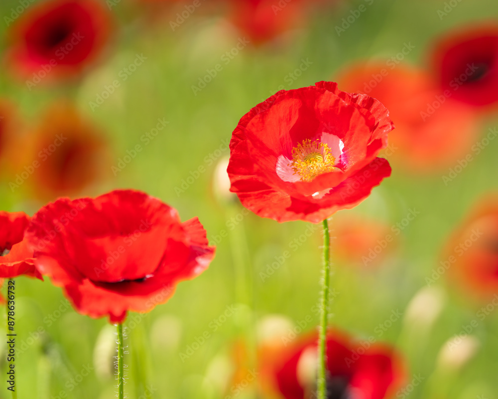 Red poppy flower close up on blurry poppy field background. Field Poppy (papaver rhoeas), also known as Common Poppy, close up of a single flower standing proud above a field of other poppies. Red poppy flower close up on blurry poppy field background. Field Poppy (papaver rhoeas), also known as Common Poppy, close up of a single flower standing proud above a field of other poppies.