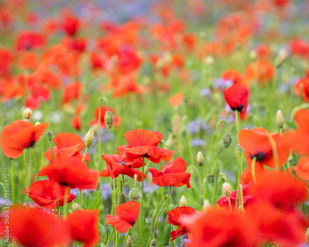 Naklejka premium Poppies (papaver rhoeas) in a flower field. Red poppies starting to bloom in wildflower field. Selective focus. Cover design. Wallpaper