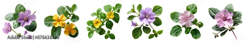 colorful purslane flower set png.Purslane flower PNG. Common purslane flower top view PNG. winter purslane flat lay png. purslane flower different views isolated
