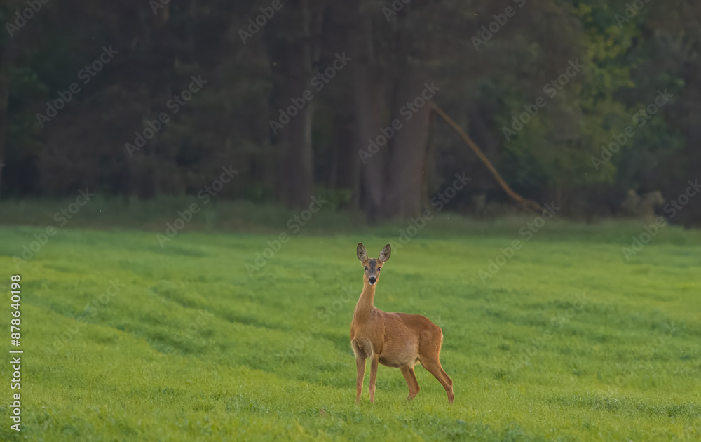 Roe Deer(Capreolus capreolus) female in spring Roe Deer(Capreolus capreolus) female in spring