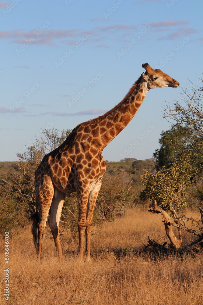 Fototapeta premium Vegetarier mit langem Hals