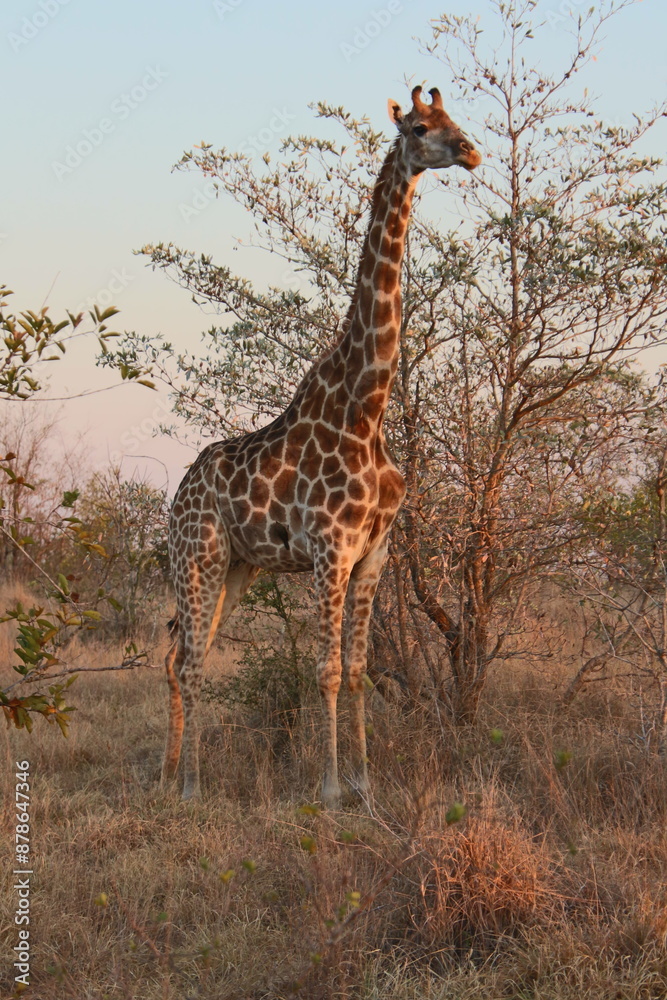 Obraz premium Überragend