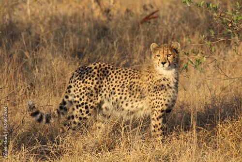Gepard im Gras