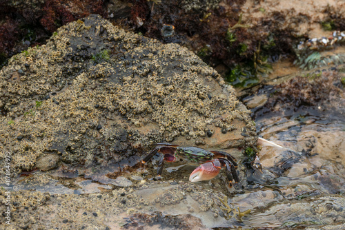 Shore crab  with big red claw in a tide pool at Crystal Cove state park, California