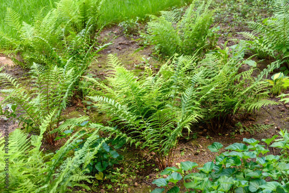 Fern bushes in the shady part of the park. Fern bushes in the shady part of the park.