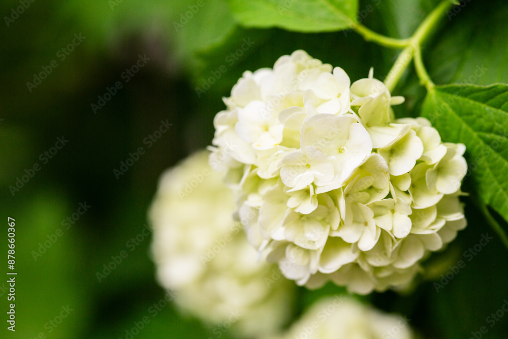 Viburnum macrocephalum viburnum flowers in close-up, selective focus. Summer floral background Viburnum macrocephalum viburnum flowers in close-up, selective focus. Summer floral background