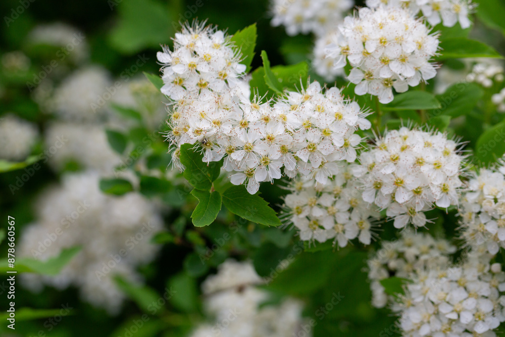 Flowering white Garland Spirea Spiraea x arguta , Brides wreath. Selective focus