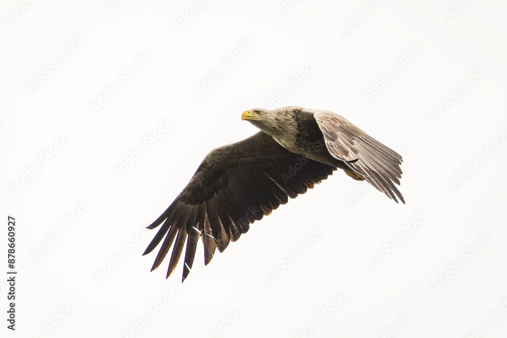White tailed eagle in wild nature