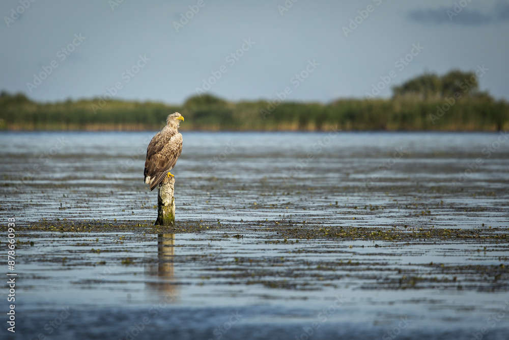White tailed eagle in wild nature
