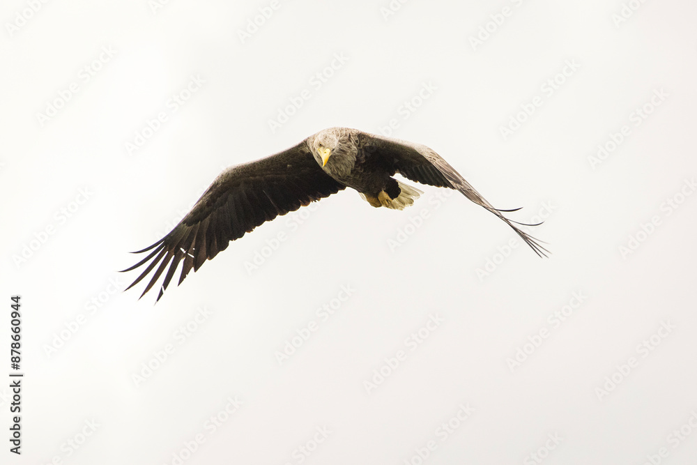 White tailed eagle in wild nature