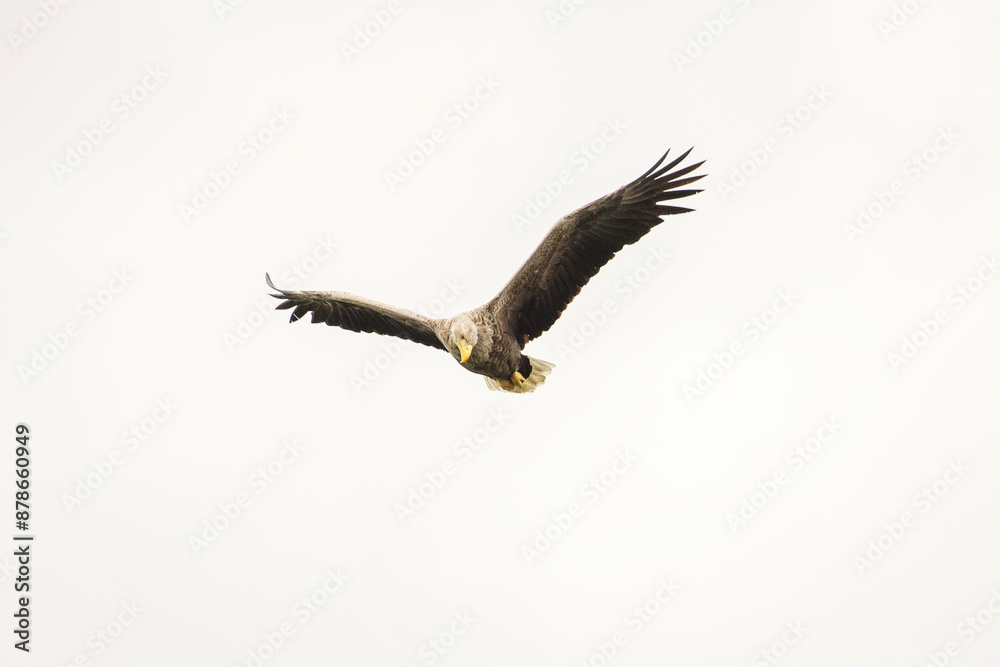 White tailed eagle in wild nature
