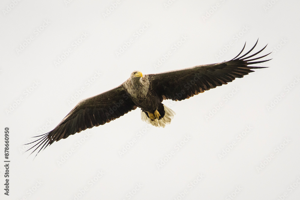 White tailed eagle in wild nature