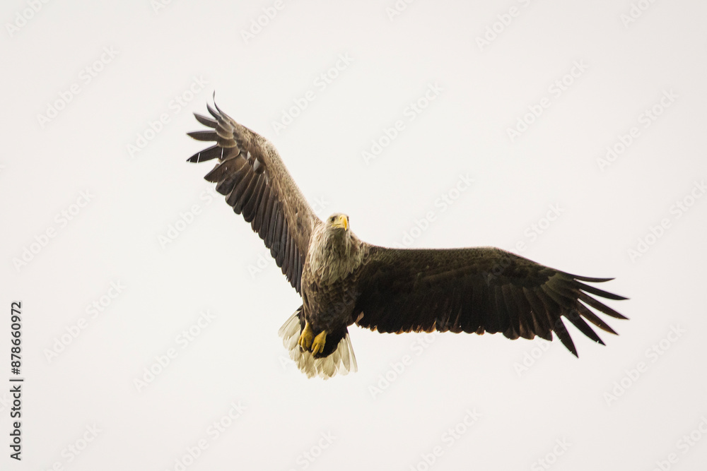White tailed eagle in wild nature
