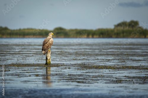 Obraz na płótnie White tailed eagle in wild nature w salonie
