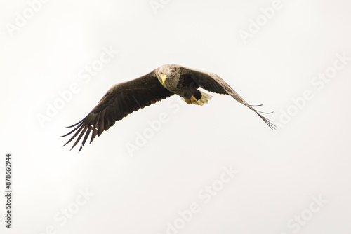 Obraz na płótnie White tailed eagle in wild nature w salonie