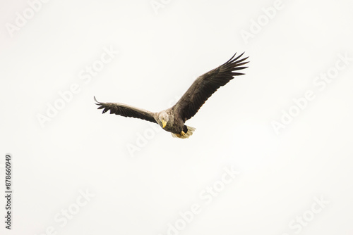Obraz na płótnie White tailed eagle in wild nature w salonie