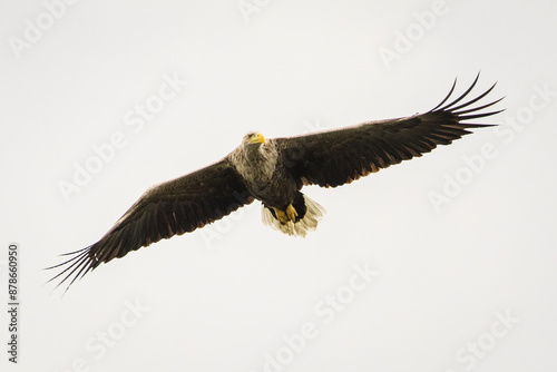 Obraz na płótnie White tailed eagle in wild nature w salonie