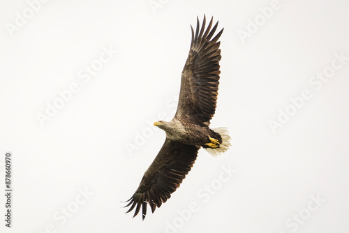 Obraz na płótnie White tailed eagle in wild nature w salonie