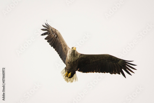 Obraz na płótnie White tailed eagle in wild nature w salonie